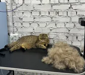 Котик Марсі на столі для грумінгу